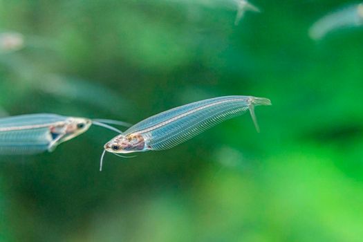 beautiful sea fish in the aquarium close-up. photo