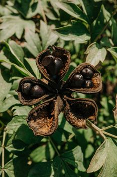 Seed head of tree peony in autumn. Paeonia suffruticosa growing in countryside garden. High quality photo