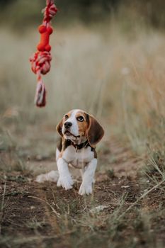 Happy beagle puppy playing favorite toy - red with his owner on outdoors nature background. Active dog spending good time on countryside. Hunting breed, pet shop concept. High quality photo