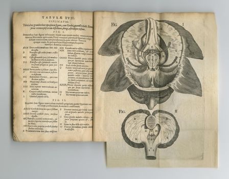 Yellowed anatomy book. An old anatomy book with its pages on display