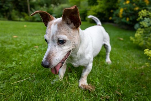 Jack Russell Terrier Dog in Green Garden