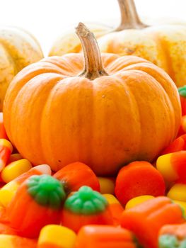 Small multi-color pumpkins with Halloween candies on white background.