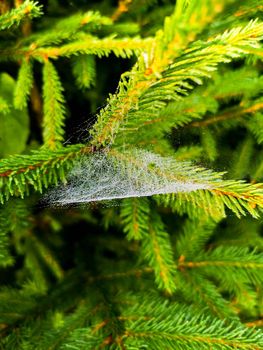 Small trees and bushes next to mountain trail full of spiders web with morning dew