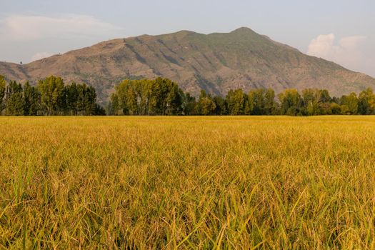 Ripe rice crop beautiful landscape view in the fall season