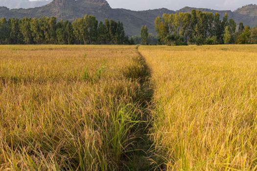 Two different varieties of rice produce side by side in the field