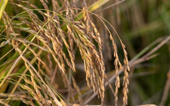 Closeup view of rice crop in the field