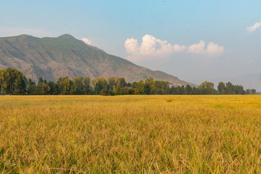 Beautiful view of golden ripen rice crop view in the fields