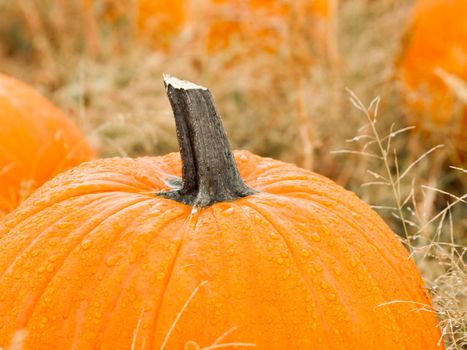 Big and little pumpkins at the pumpkin patch in aearly Autumn.