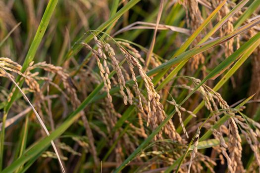 Ear of rice. Close-up to rice seeds in ear of paddy. Beautiful golden rice field and ear of rice.