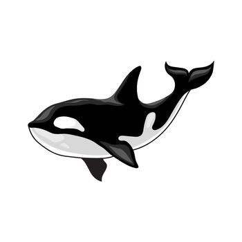 Vector illustration of an orca killer whale