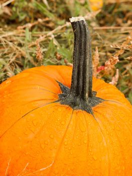 Big and little pumpkins at the pumpkin patch in aearly Autumn.