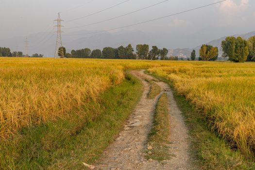 Dirt road passing through the yellow ripe rice fields