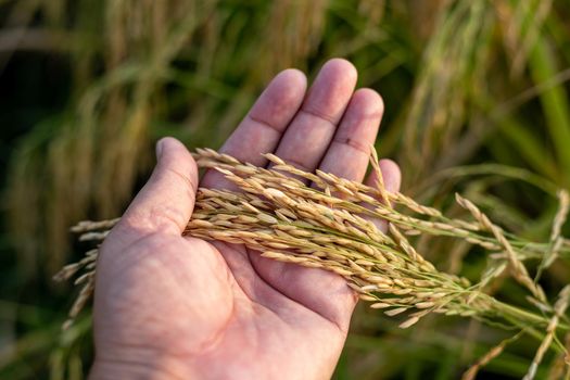 Farmer holding rice ears in hand for examining and inspection