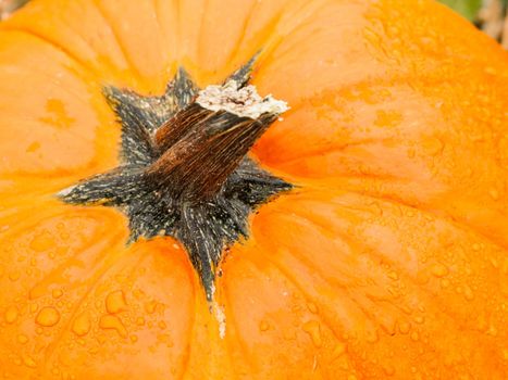 Big and little pumpkins at the pumpkin patch in aearly Autumn.