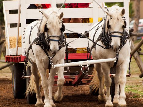 Old traditional horse-drawn ride for kids.