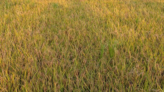 Rice crop ready to harvest in the fields