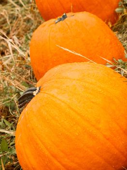 Big and little pumpkins at the pumpkin patch in aearly Autumn.