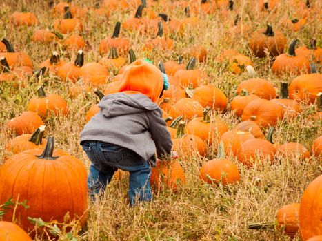 Little kid picking pumpkin at the pumpkin patch in early Autumn.