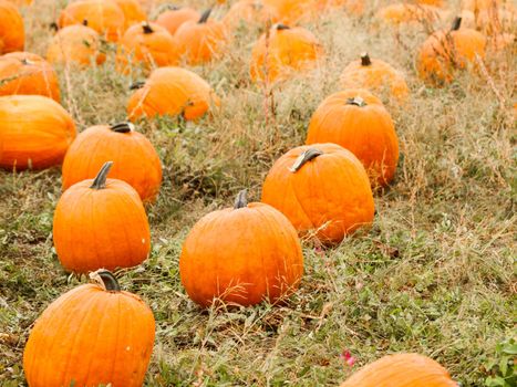 Big and little pumpkins at the pumpkin patch in aearly Autumn.