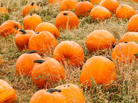 Big and little pumpkins at the pumpkin patch in aearly Autumn.