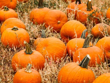 Big and little pumpkins at the pumpkin patch in aearly Autumn.