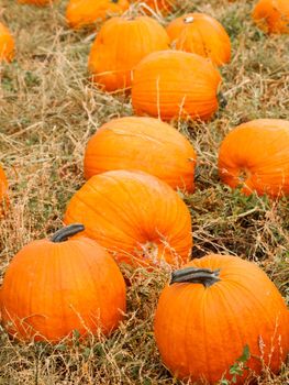 Big and little pumpkins at the pumpkin patch in aearly Autumn.