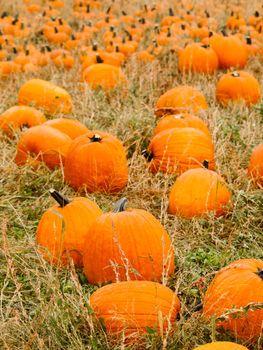 Big and little pumpkins at the pumpkin patch in aearly Autumn.