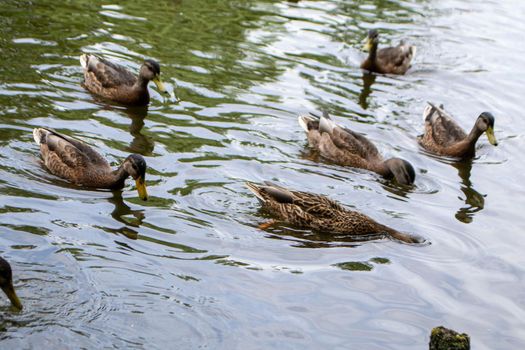 Ducks enjoying pond life during an overcast day. High quality photo