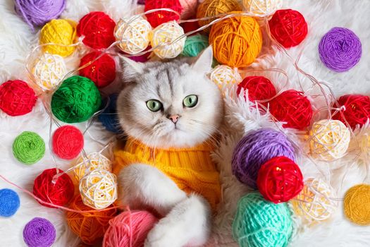 A cute white cat lies in a yellow knitted sweater, on a fluffy blanket with colorful balls of yarn. View from above. Close up. Copy space