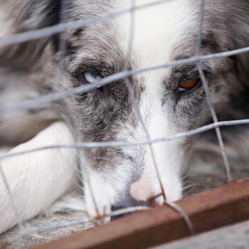 Abandoned and alone. A close up of a very sad looking dog looking through the bars of the cage