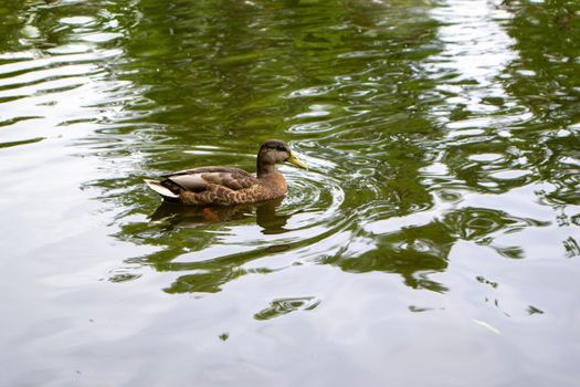 Ducks enjoying pond life during an overcast day. High quality photo