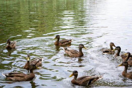 Ducks enjoying pond life during an overcast day. High quality photo