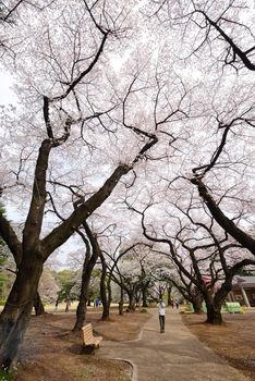 cherry blossom at shinjuku park tokyo