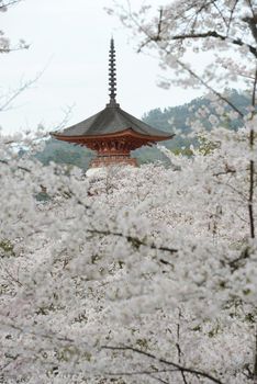 cherry blossom with pagoda at miyajima