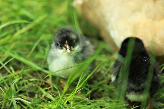 A little young chicken chick sits in the grass