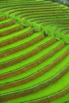 rice terrace from mu cang chai, vietnam