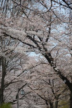 sakura flower branch from tashikawa, near tokyo