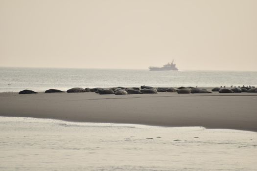 Seals on a sand bank surrounded by the sea in the background the open sea with a ship