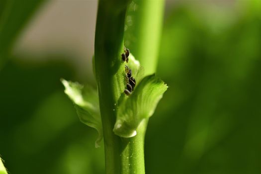 Black aphids on a flower stalk as a close-up