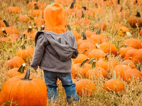 Little kid picking pumpkin at the pumpkin patch in early Autumn.