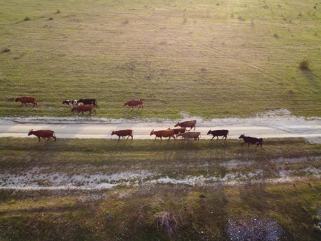 Flying over a small herd of cattle cows walking uniformly down farm road on the hill. Black, brown and spotted cows. Top down aerial view of the countryside on a sping sunset. Idyllic rural landscape