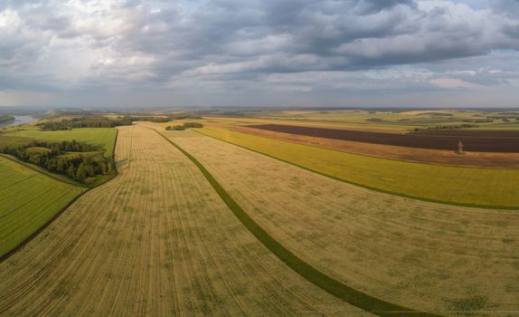 Aerial drone view of wheat field landscape in sunny summer evening.