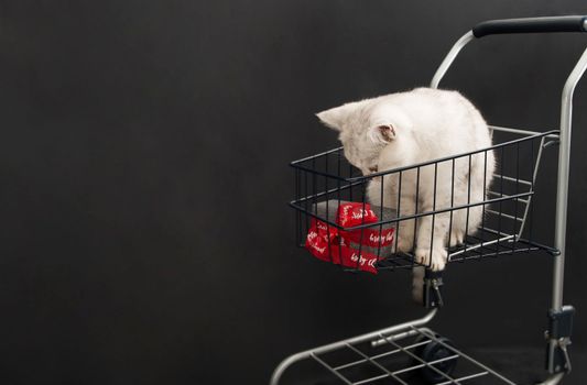 small scottish kitten in a shopping cart along with gift boxes pet for christmas as a gift, High quality photo