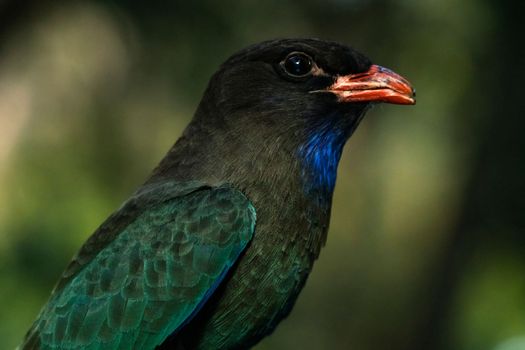 The Oriental dollarbird is a bird of the roller family, so named because of the distinctive pale blue or white, coin-shaped spots on its wings.