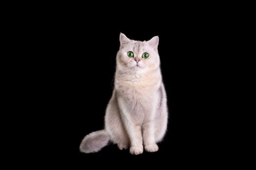 A cute white british cat sits on isolated black background. Copy space