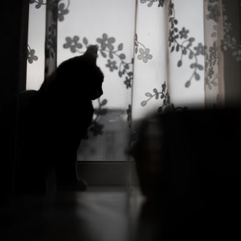 silhouette of a cat on the windowsill behind the curtain.