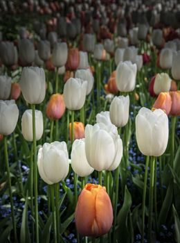 Delicate Spring flowering tulips in bloom