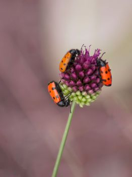 multi-colored beetles on a purple wild onion closeup natural background. High quality photo