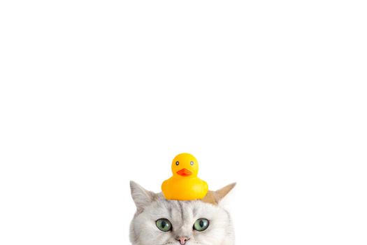 Funny white cat with a yellow rubber duck on his head, peeks out from below, on a white background. Close-up. copy space