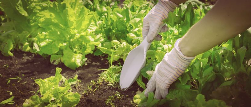 A young girl in work gloves prepares the earth in a vegetable garden with fresh herbs for planting new seedlings. The gardener removes the weed and digs up the black soil.